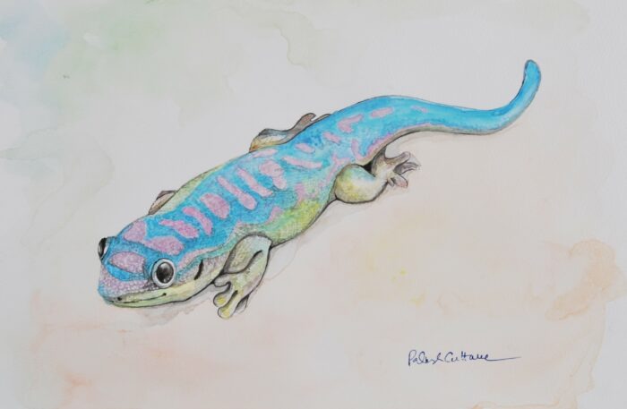 Blue Tailed Gecko